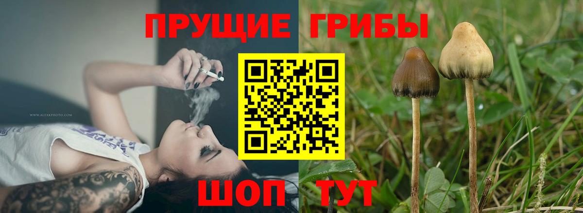 Сочи  Галлюциногенные грибы GOLDEN TEACHER  Вход с VPN  Галлюциногенные грибы GOLDEN TEACHER 